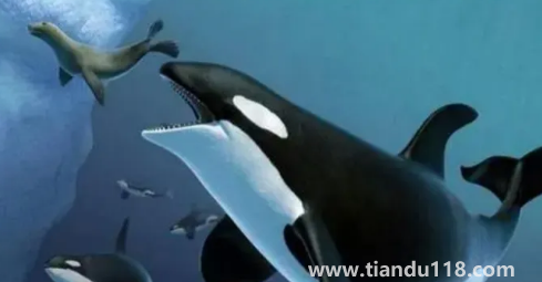 虎鯨15歲智商真的假的(虎鯨和鯨魚(yú)的區(qū)別)(圖3) 虎鯨15歲智商真的假的3