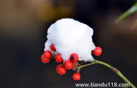 2022小雪這天下雪好還是晴天好1