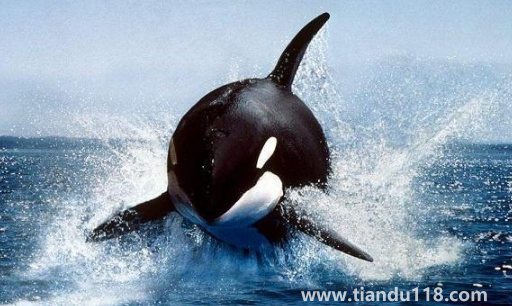 虎鯨受傷了向人類求助會(huì)怎么樣(虎鯨能打過大白鯊嗎)(圖2) 虎鯨受傷了向人類求助會(huì)怎么樣2