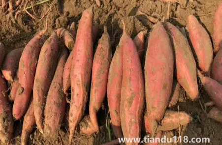 煙薯25號用空氣炸鍋幾分鐘（空氣炸鍋烤煙薯好吃嗎）