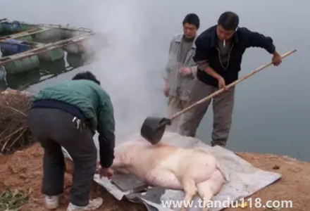 2023年臘月初一殺豬好不好（哪些地方有殺年豬的習(xí)俗）