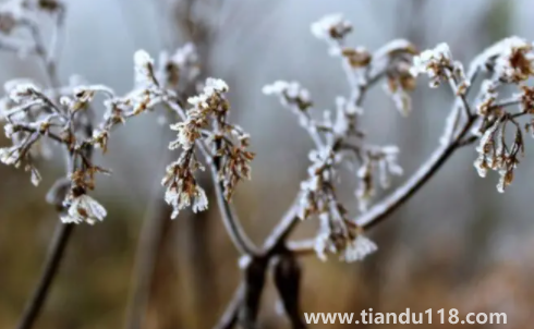 今年三九是最冷的時(shí)候嗎20231