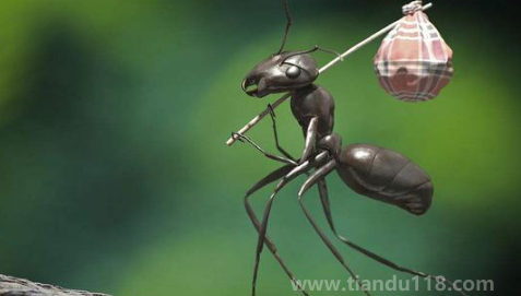 踩死一只螞蟻會(huì)被螞蟻發(fā)現(xiàn)嗎（螞蟻會(huì)不會(huì)意識(shí)到我們的存在）
