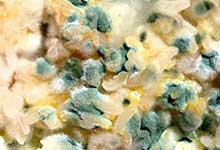 細菌菌落和真菌菌落的區(qū)別是什么 細菌菌落和真菌菌落怎么分辨